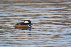 Hooded Merganser, Lophodytes cucullatus