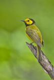 Hooded Warbler, Setophaga citrina
