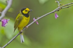 Hooded Warbler, Setophaga citrina