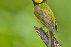 Hooded Warbler, Setophaga citrina