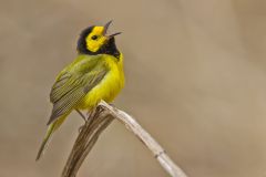 Hooded Warbler, Setophaga citrina