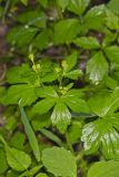 Hooked Buttercup, Ranunculus recurvatus