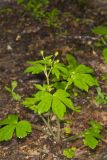 Hooked Buttercup, Ranunculus recurvatus