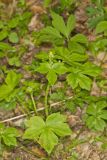 Hooked Buttercup, Ranunculus recurvatus