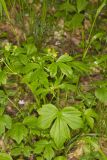 Hooked Buttercup, Ranunculus recurvatus