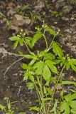 Hooked Buttercup, Ranunculus recurvatus