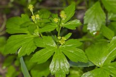 Hooked Buttercup, Ranunculus recurvatus