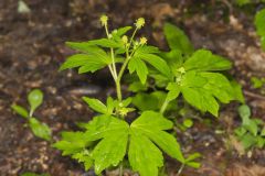 Hooked Buttercup, Ranunculus recurvatus