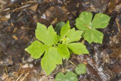 Hooked Buttercup, Ranunculus recurvatus