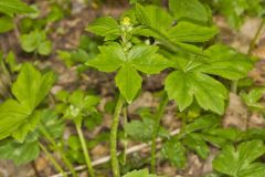 Hooked Buttercup, Ranunculus recurvatus