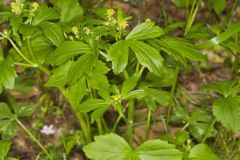 Hooked Buttercup, Ranunculus recurvatus