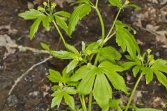 Hooked Buttercup, Ranunculus recurvatus