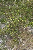 Hop Trefoil, Trifolium campestre