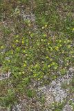 Hop Trefoil, Trifolium campestre