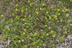 Hop Trefoil