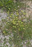 Hop Trefoil, Trifolium campestre