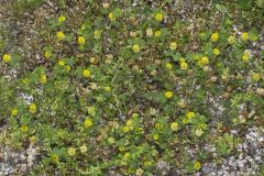 Hop Trefoil, Trifolium campestre