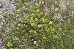Hop Trefoil, Trifolium campestre
