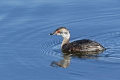 Horned Grebe, Podiceps auritus