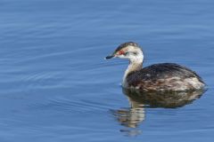 Horned Grebe, Podiceps auritus