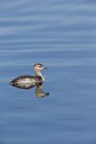 Horned Grebe, Podiceps auritus