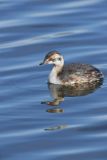 Horned Grebe, Podiceps auritus