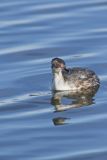 Horned Grebe, Podiceps auritus