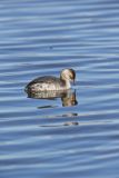 Horned Grebe, Podiceps auritus