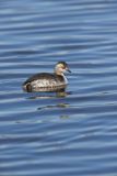 Horned Grebe, Podiceps auritus
