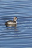 Horned Grebe, Podiceps auritus
