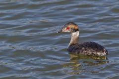 Horned Grebe, Podiceps auritus