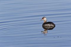 Horned Grebe, Podiceps auritus
