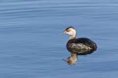 Horned Grebe, Podiceps auritus