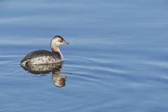 Horned Grebe, Podiceps auritus