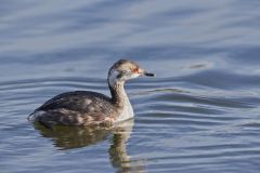 Horned Grebe, Podiceps auritus