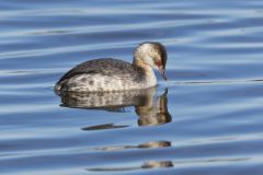 Horned Grebe, Podiceps auritus