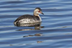 Horned Grebe, Podiceps auritus