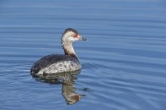 Horned Grebe, Podiceps auritus