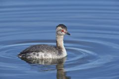 Horned Grebe, Podiceps auritus