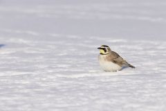 Horned Lark, Eremophila alpestris