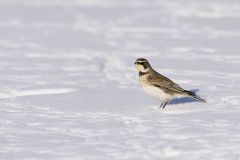 Horned Lark, Eremophila alpestris