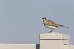 Horned Lark, Eremophila alpestris