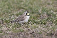 Horned Lark, Eremophila alpestris