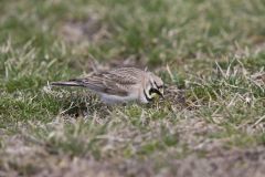 Horned Lark, Eremophila alpestris