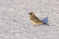 Horned Lark, Eremophila alpestris
