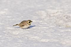 Horned Lark, Eremophila alpestris