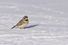 Horned Lark, Eremophila alpestris