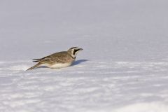 Horned Lark, Eremophila alpestris