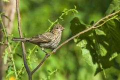 House Finch, Carpodacus mexicanus