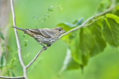 House Finch, Carpodacus mexicanus